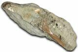 Fossil Bone in Sandstone - Judith River Formation #346944-1